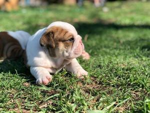 Cachorros Leche Sustituta