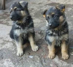 Cachorros Pastor Aleman