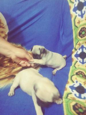 Cachorros Pug