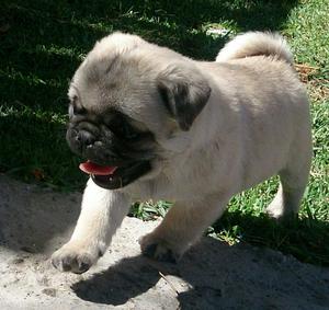 Cachorros Pug Carlino