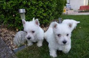 Cachorros West Highland