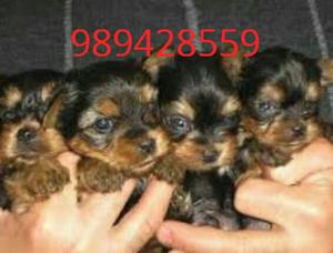 Cachorros Yorkshire Mini