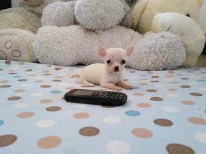 Chihuahua Hembra Mini Toy