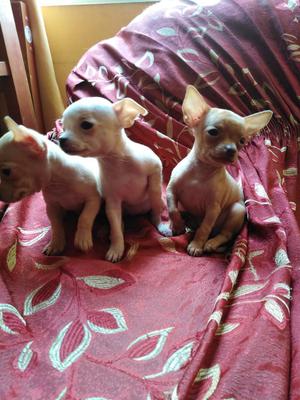 Chihuahuas