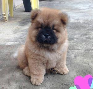 Disponibles Bellos Chow Chow