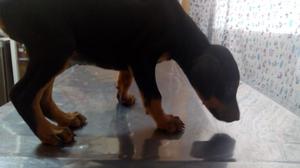 Doberman Hembra