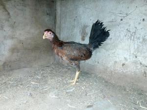 Gallinas en Venta