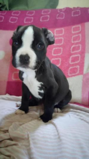 Hermoso Cachorrito Pitbull: