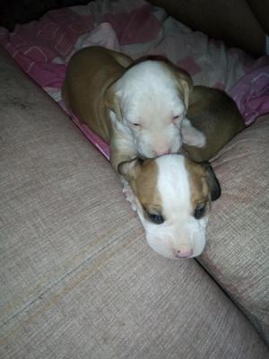 Hermosos Cachorros