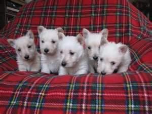 Hermosos Cachorros Westy Highland Vacnds