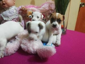 Jack Russel Cachorritos