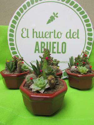 Mini Jardin Plantas Suculentas Y Cactus