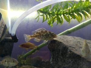 Peces: Ciclido Venustus