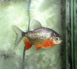 Peces: Pi Raña Roja