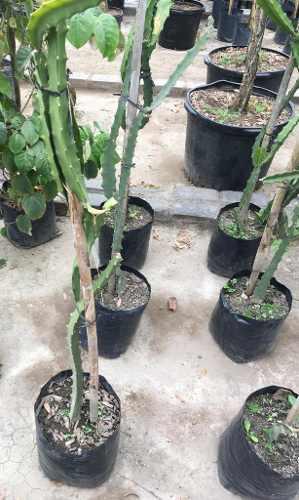 Pitahaya Planta