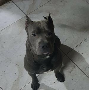 Pitbull American Bluee