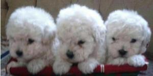 Poodle Toy Navidades Felices