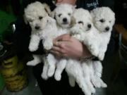 Poodle toy blanco Champang peluditos lindos ideal para
