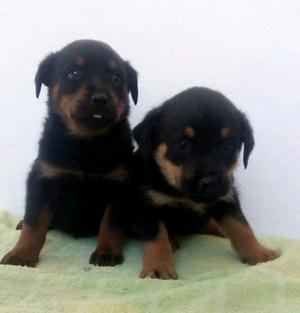 ROTTWAILER CON DOBERMAN MACHO HENBRA A SOLO 250 SOLES