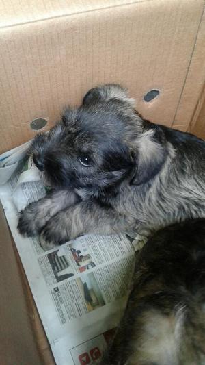 Schnauzer
