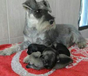 Schnauzer Toy a La Venta