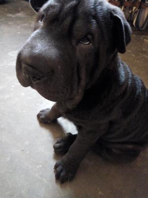 Sharpei