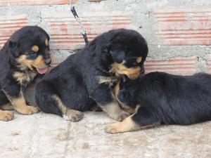 VENTA DE CACHORROS ROTTWEILER CASI REGALADO