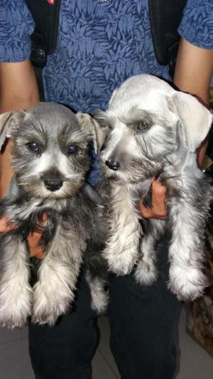 VENTA DE CACHORROS SCHNAUZER MINIATURA