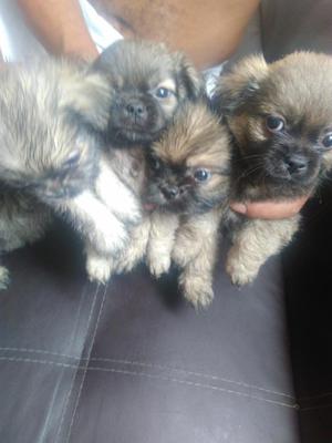 Vendo 4 lindos Cachorros Shitzu a 190 soles precio tratable