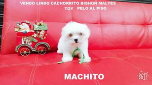 Vendo Bello Cachorrito Bishon Maltes Toy Pelo Al Piso:::: UN