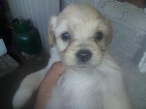 Vendo Cachorros Shitzu a 50 Soles