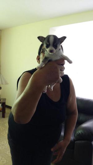 Vendo Chihuahuas