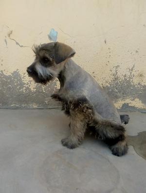 Vendo Hermosa Schnauzer