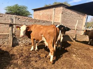 Vendo Vacas Lecheras en Chiclayo