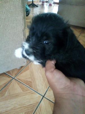 Venta de Cachorro Snauzer