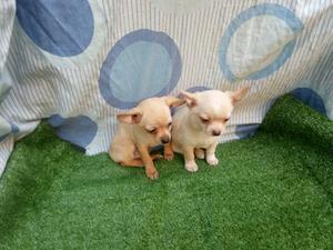Veterinaria Cachorros Chihuahua Mini Toy
