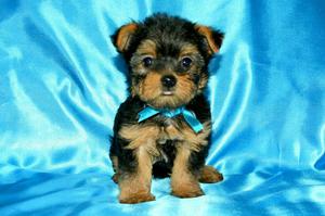 Yorkshire Terrier Toy Hembra  Soles