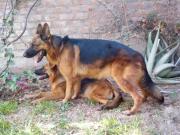 cachorras pastor aleman legitimas.