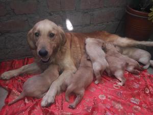 golden retriever 