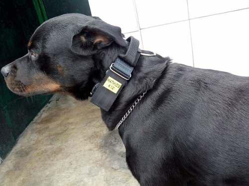 Collar De Intervención Para Perro