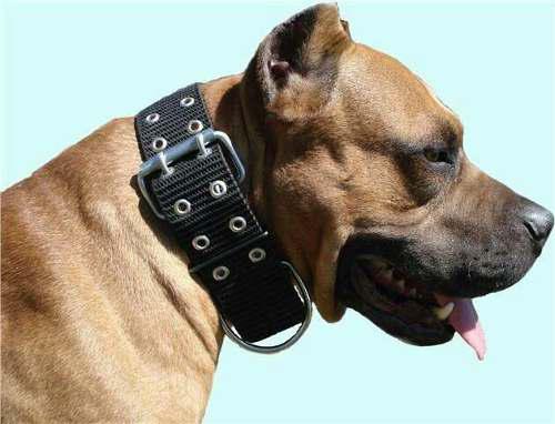 Collar Pitbull