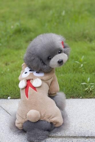 Ropa Cachorro Polar Perros Toy Talla Xs (hasta 2kg Aprox)