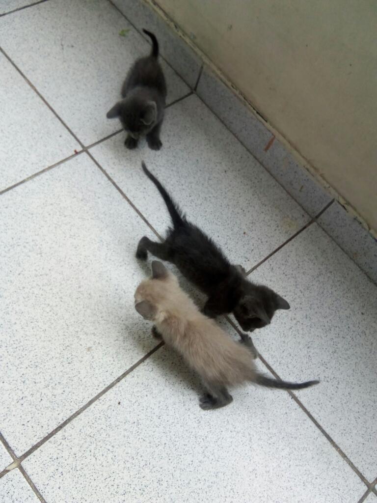 Adopcion de Gatitos