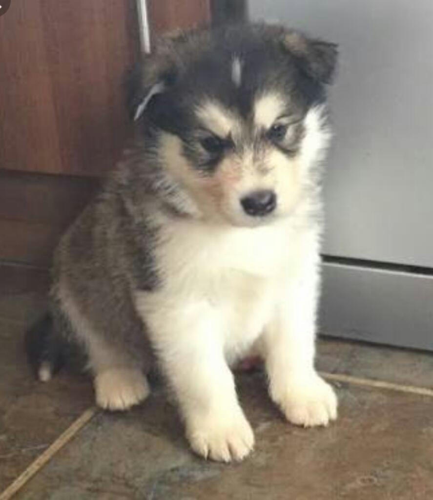 Alaska Malamute