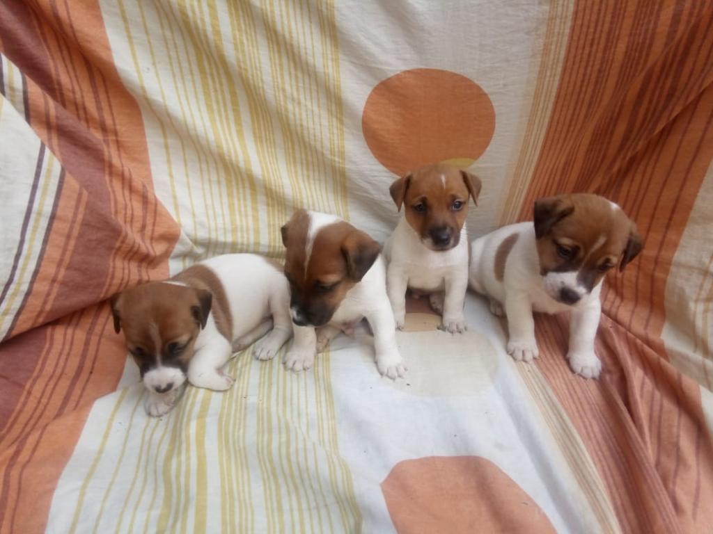 Bellos Cachorros Jack Russell