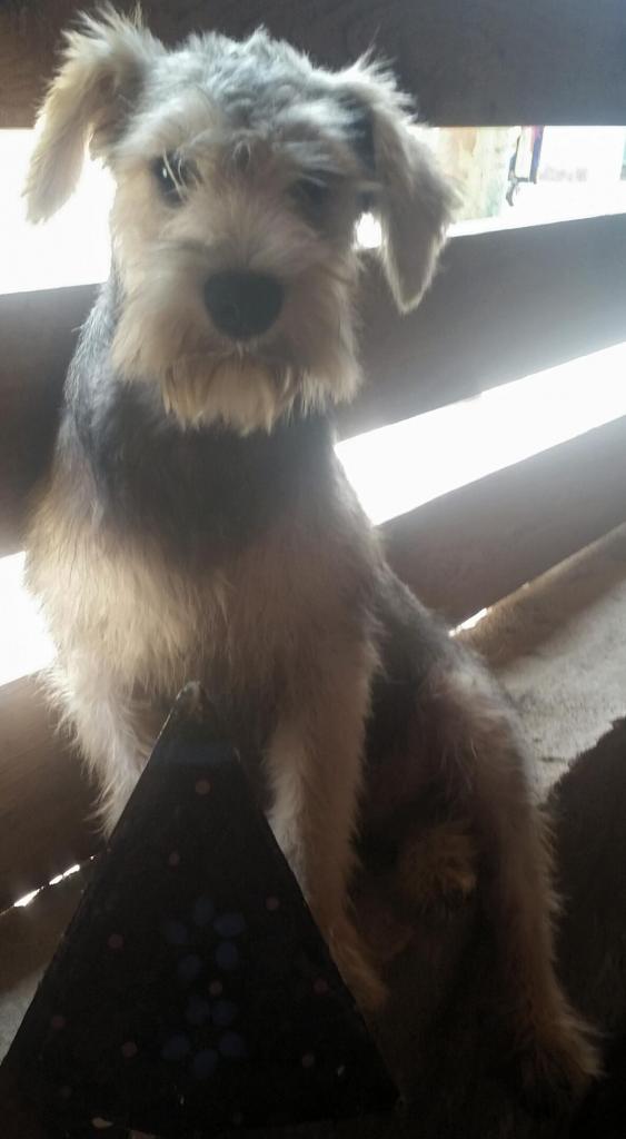 CACHORRO SCHNAUZER CON VACUNAS DE 5 MESES DE NACIDO