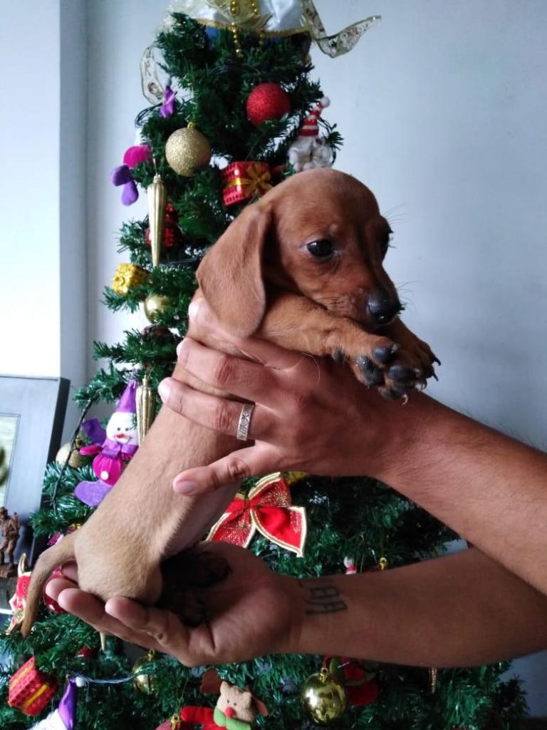 Cachorra Dakel salchicha