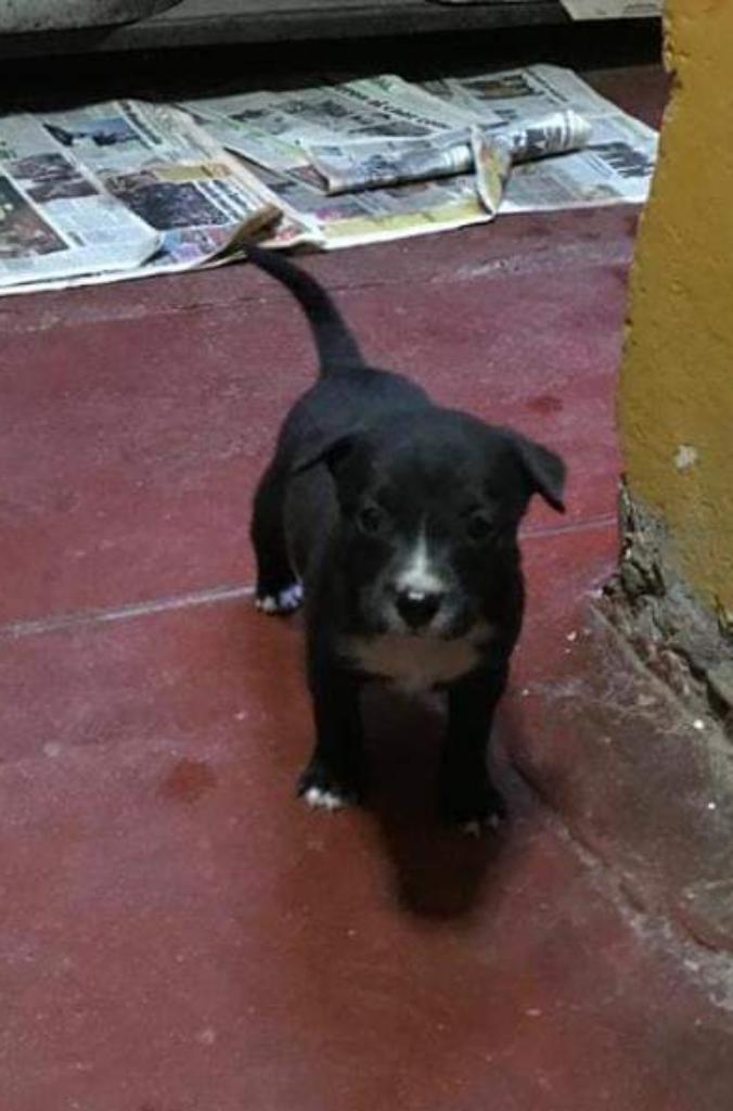 Cachorra Negrita Bella en Adopcion