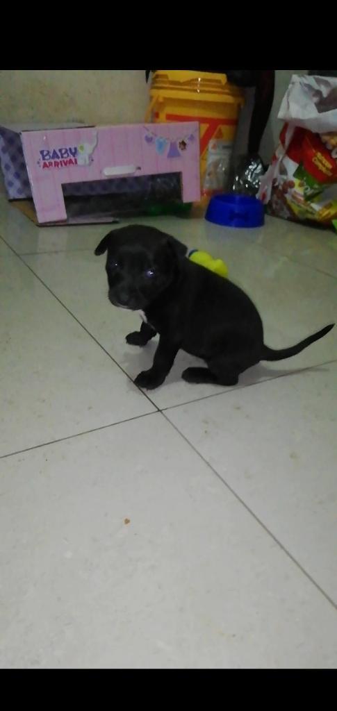 Cachorra Pitbull Amstaff Black