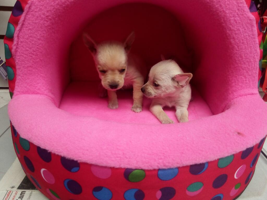 Cachorras Chihuahua